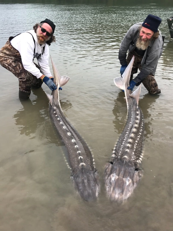 Double Sturgeon