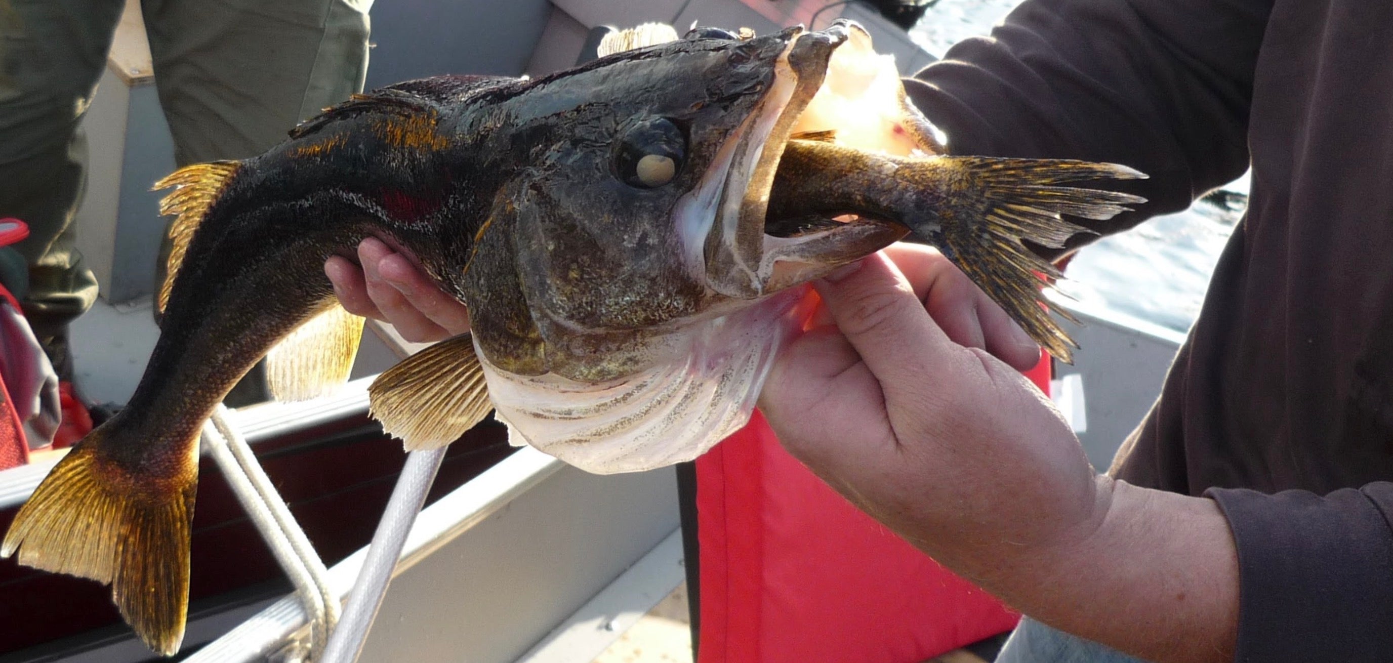 Walleye cant stop eating